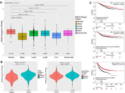 INO80 function is required for mouse mammary gland development, but mutation alone may be insufficient for breast cancer